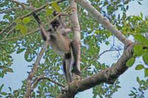 Äffchen hüpft von Ast zu Ast - Monkey Mind