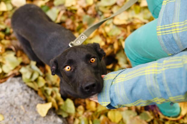 schwarzer Hund guckt dankbar nach oben